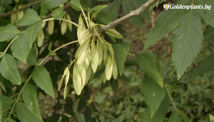 Снимка Полски ясен 140-160 см / Fraxinus angustifolia / 