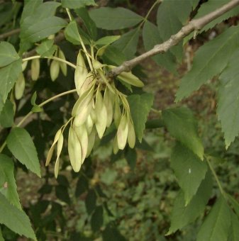 Полски ясен 140-160 см / Fraxinus angustifolia / 