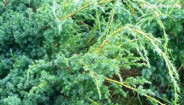 Снимка Юниперус Сини Алпи 30-60 см / juniperus chinensis blue alps /