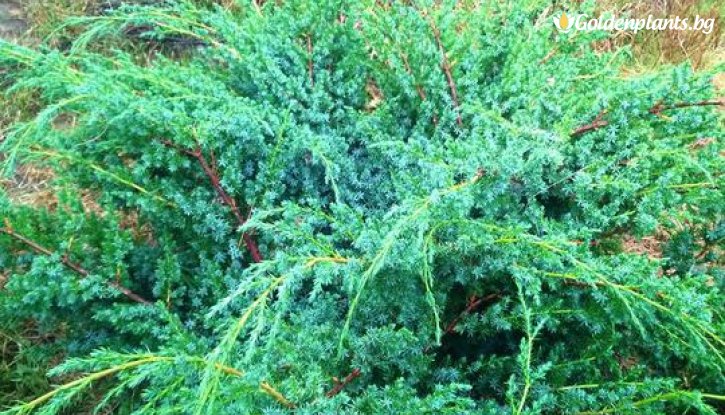 Снимка Юниперус Сини Алпи 30-60 см / juniperus chinensis blue alps /