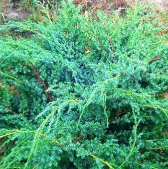 Юниперус Сини Алпи 30-60 см / juniperus chinensis blue alps /..