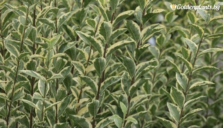 Снимка Лигуструм бяло-зелен - / Ligustrum ovalifolium Argenteum / - 40-50 см.