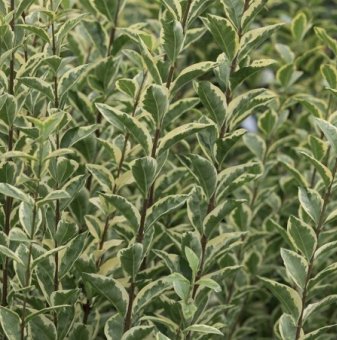 Лигуструм бяло-зелен - / Ligustrum ovalifolium Argenteum / - 40-50 см....