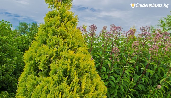 Снимка Западна туя malonyana 10-15 см. / Thuja Occidentalis Malonyana Aurea /