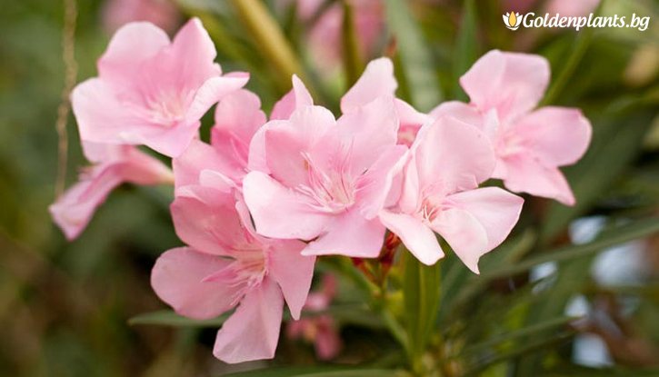 Снимка Зокум - Олеандър розов / Nerium oleander /