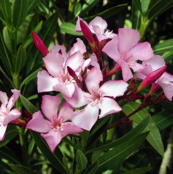 Зокум - Олеандър розов / Nerium oleander /