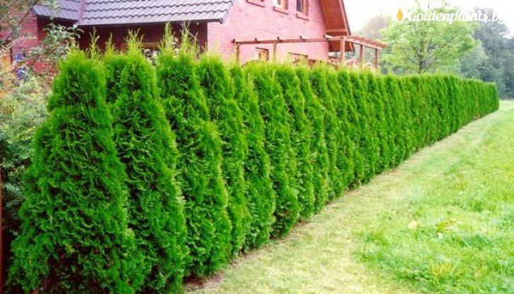 Снимка Западна Туя Брабант / Thuja occidentalis Brabant / - 30-50 см.