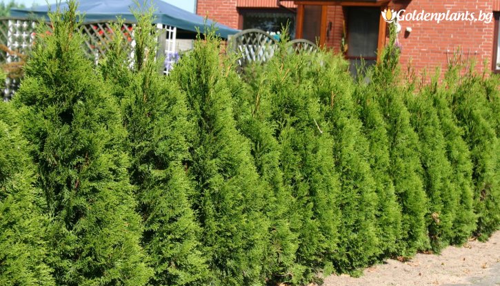 Снимка Западна Туя Брабант / Thuja occidentalis Brabant / - 30-50 см.