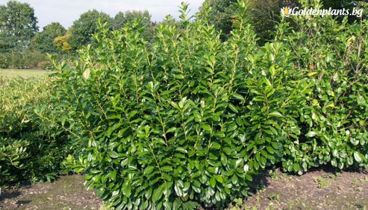 Снимка Лавровишна Новита / Prunus laurocerasus Novita / - 10-20 см.