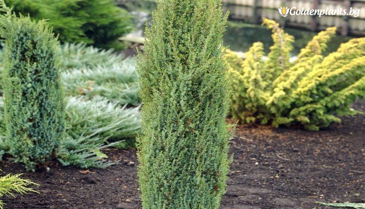 Снимка Хвойна Арнолд / Juniperus communis Arnold / - 10-20 см.