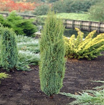 Хвойна Арнолд / Juniperus communis Arnold / - 10-20 см...