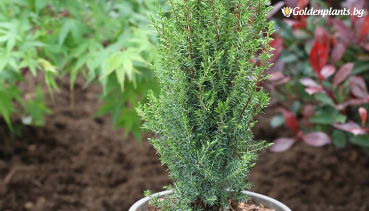 Снимка Хвойна Арнолд / Juniperus communis Arnold / - 10-20 см.