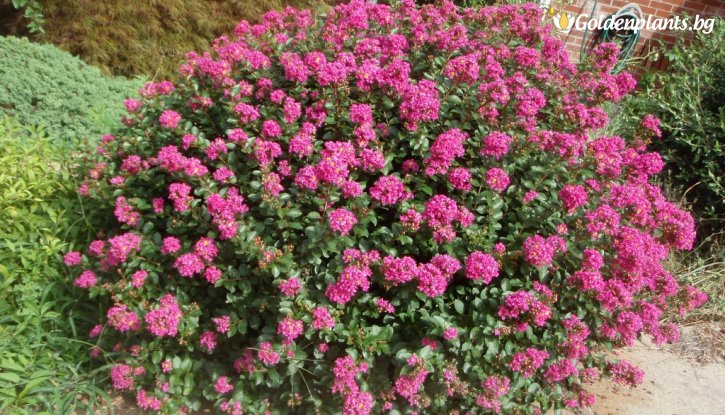 Снимка Храстовиден Индийски люляк Покомоке / Lagerstroemia Indica Pocomoke /