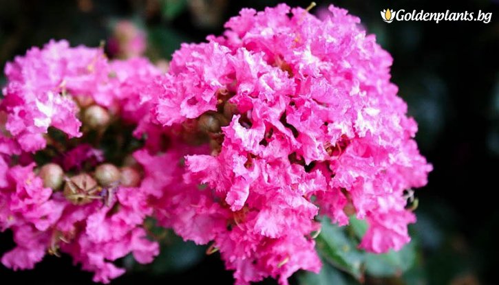 Снимка Храстовиден Индийски люляк Покомоке / Lagerstroemia Indica Pocomoke /