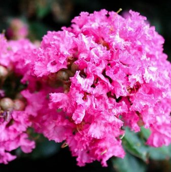 Храстовиден Индийски люляк Покомоке / Lagerstroemia Indica Pocomoke /...