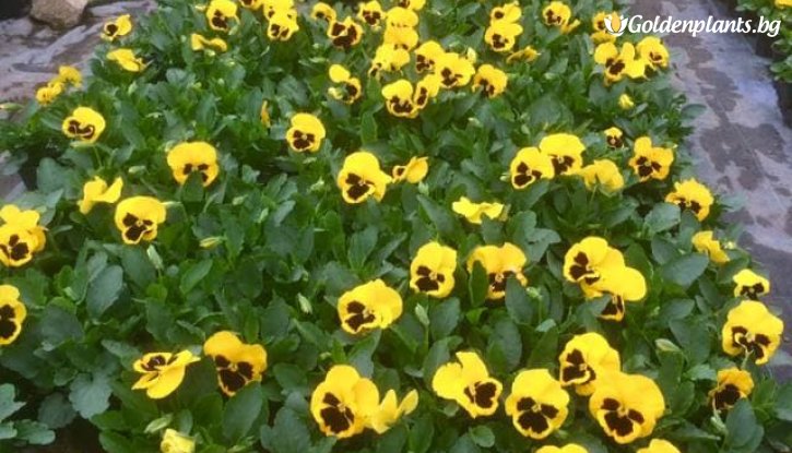 Снимка Едроцветна и ароматна теменужка Жълто-Винена  /Viola Matrix - Yellow Blotch/