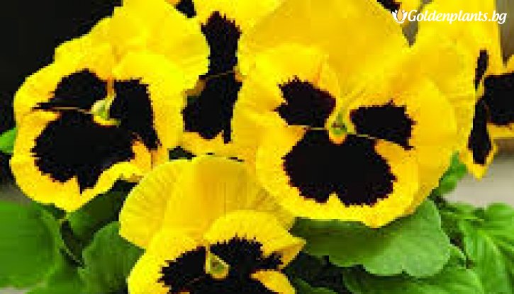 Снимка Едроцветна и ароматна теменужка Жълто-Винена  /Viola Matrix - Yellow Blotch/