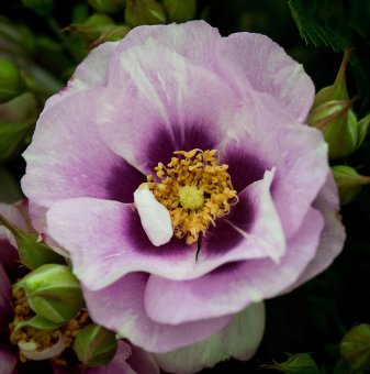 Роза бяло-лилава - на гол корен