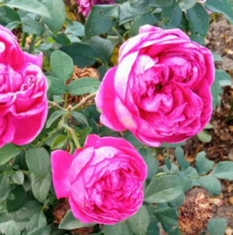 Роза цикламена ароматна - на гол корен
