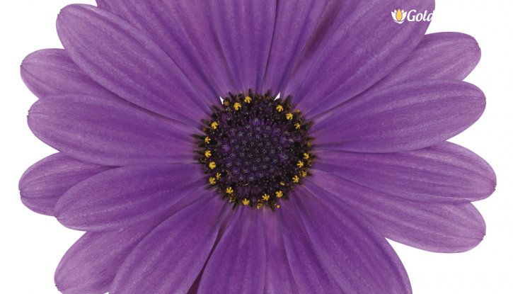 Снимка Маргарита Астра Лавандулова - / Osteospermum ecklonis Astra - lavender /