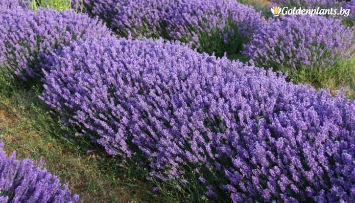 Снимка Лавандула Хиткот /Lavender angustifolia Hidcote/