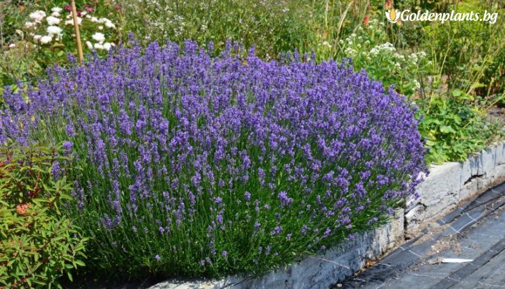 Снимка Лавандула Хиткот /Lavender angustifolia Hidcote/
