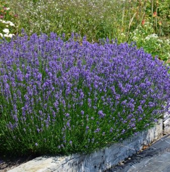 Лавандула Хиткот /Lavender angustifolia Hidcote/
