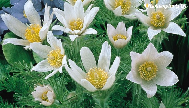 Снимка Съсънка /котенце/ бяло / Pulsatilla white /