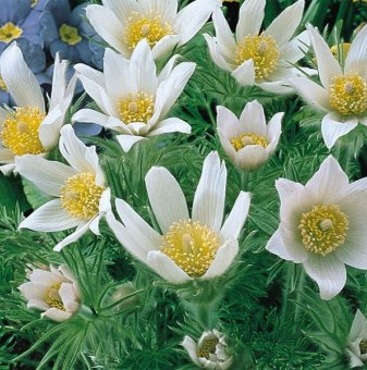 Съсънка /котенце/ бяло / Pulsatilla white /