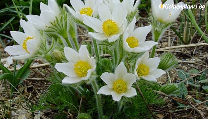 Снимка Съсънка /котенце/ бяло / Pulsatilla white /