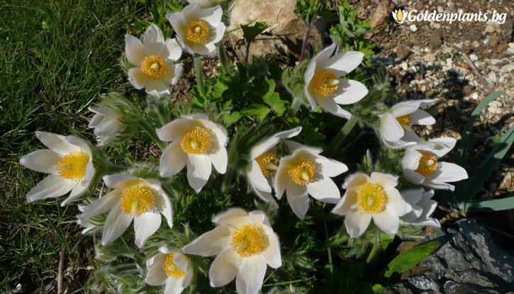 Снимка Съсънка /котенце/ бяло / Pulsatilla white /