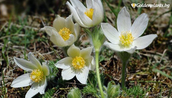 Снимка Съсънка /котенце/ бяло / Pulsatilla white /