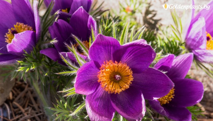 Снимка Съсънка/котенце/ лилаво / Pulsatilla violet shades /