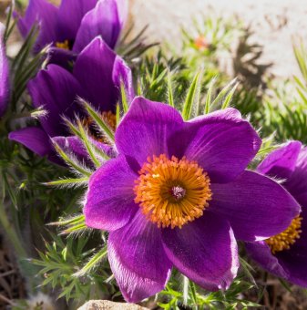 Съсънка/котенце/ лилаво / Pulsatilla violet shades /..