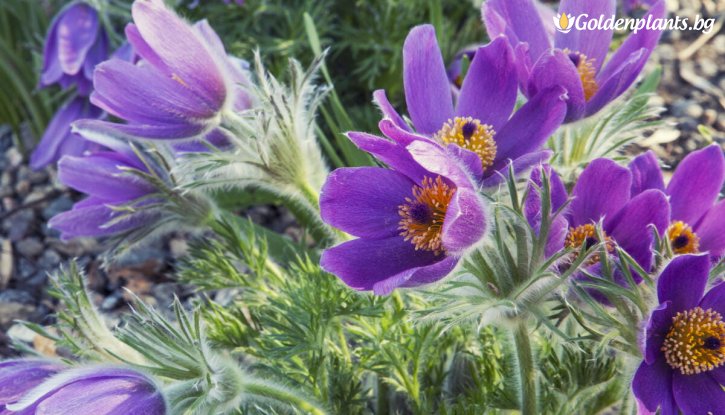 Снимка Съсънка/котенце/ лилаво / Pulsatilla violet shades /