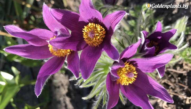 Снимка Съсънка/котенце/ лилаво / Pulsatilla violet shades /