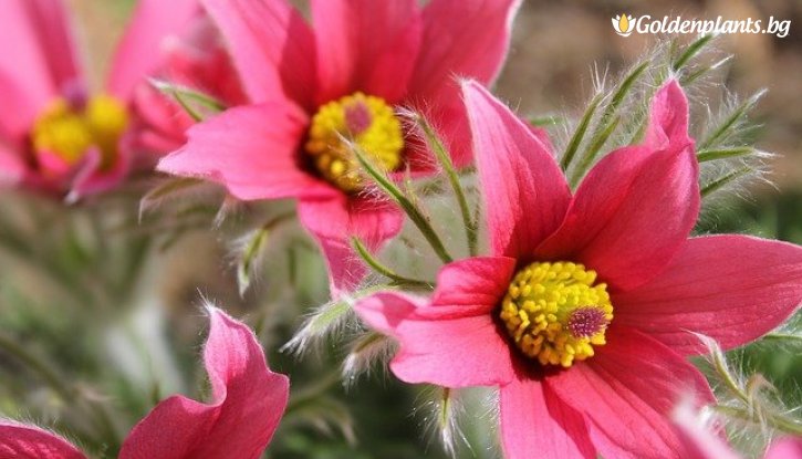 Снимка Съсънка /котенце/ червено / Pulsatilla Pulsar red shades /
