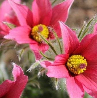 Съсънка /котенце/ червено / Pulsatilla Pulsar red shades /...