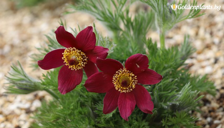 Снимка Съсънка /котенце/ червено / Pulsatilla Pulsar red shades /
