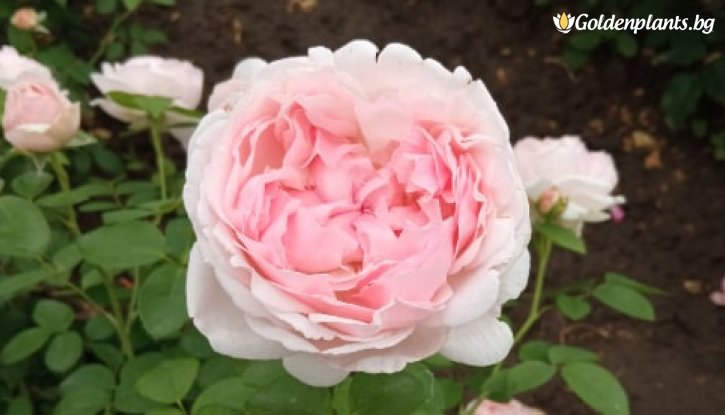 Снимка Роза нежно розова божуреста катерлива - на гол корен
