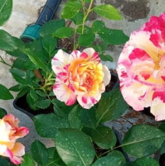 Роза шарена - алено розово и бяло - на гол корен