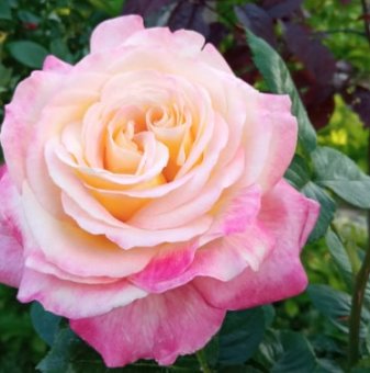Роза едроцветна шарена - жълто и розово - на гол корен..