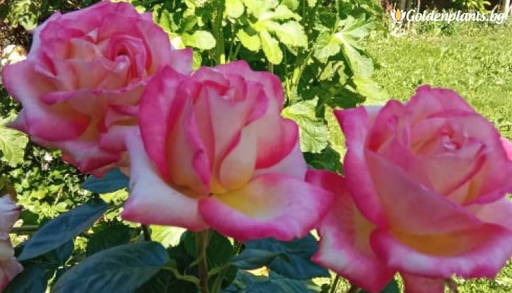 Снимка Роза едроцветна шарена - жълто и розово - на гол корен