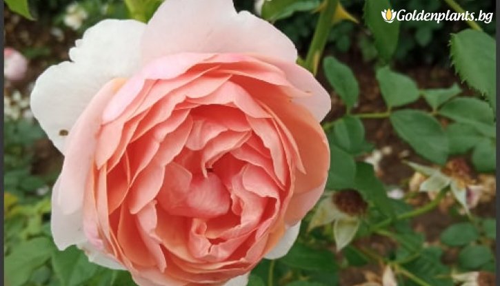 Снимка Роза божуреста преливащо розово - на гол корен