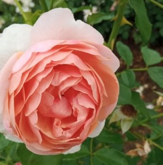 Роза божуреста преливащо розово - на гол корен
