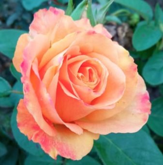 Роза едроцветна жълто с оранжево - на гол корен...
