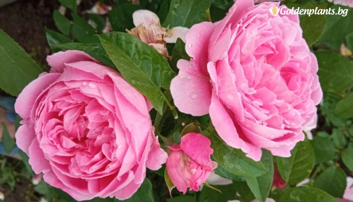 Снимка Роза божуреста, постоянноцъфтяща, атрактивно розово - на гол корен