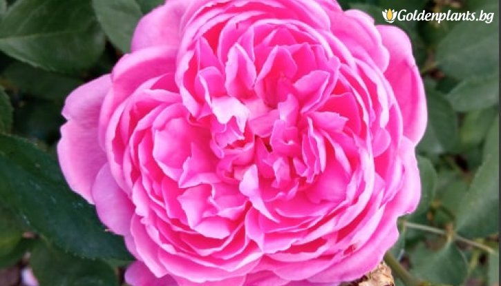 Снимка Роза божуреста, постоянноцъфтяща, атрактивно розово - на гол корен