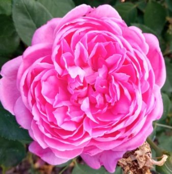 Роза божуреста, постоянноцъфтяща, атрактивно розово - на гол корен..