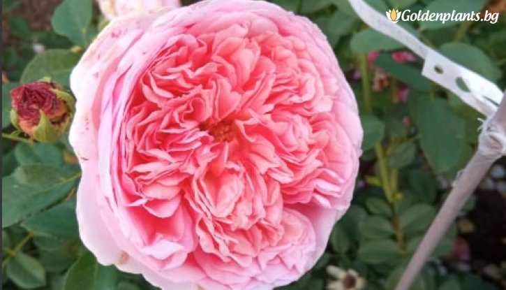 Снимка Роза божуреста, постоянноцъфтяща, кайсиево розово - на гол корен